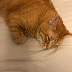 Meet your Posher, Josefina